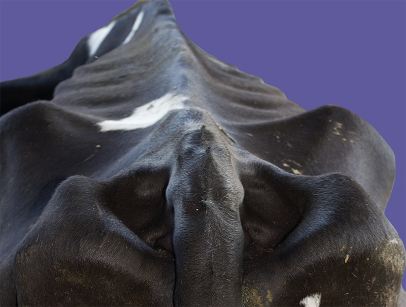 Rear view of a dairy cow with prominent spine, ribs and pins.